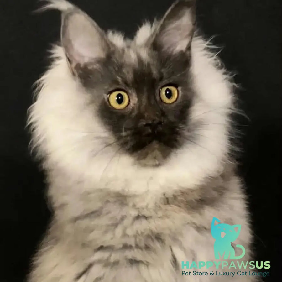 Grace Maine Coon female black silver - live animals