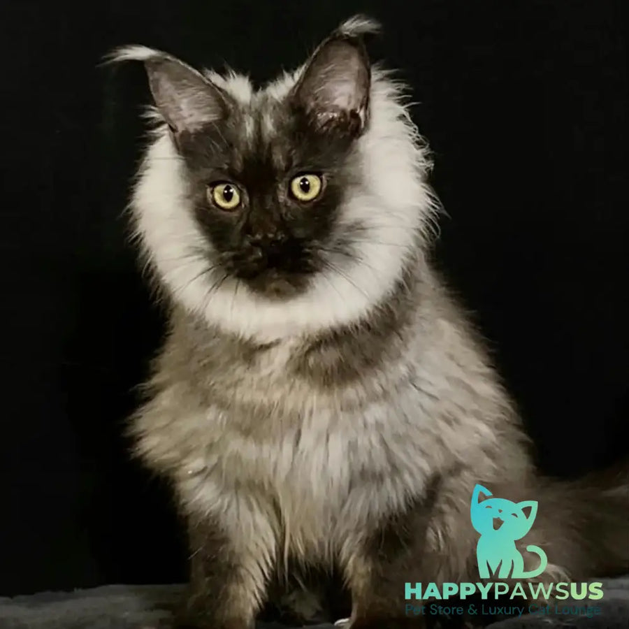 Grace Maine Coon female black silver - live animals