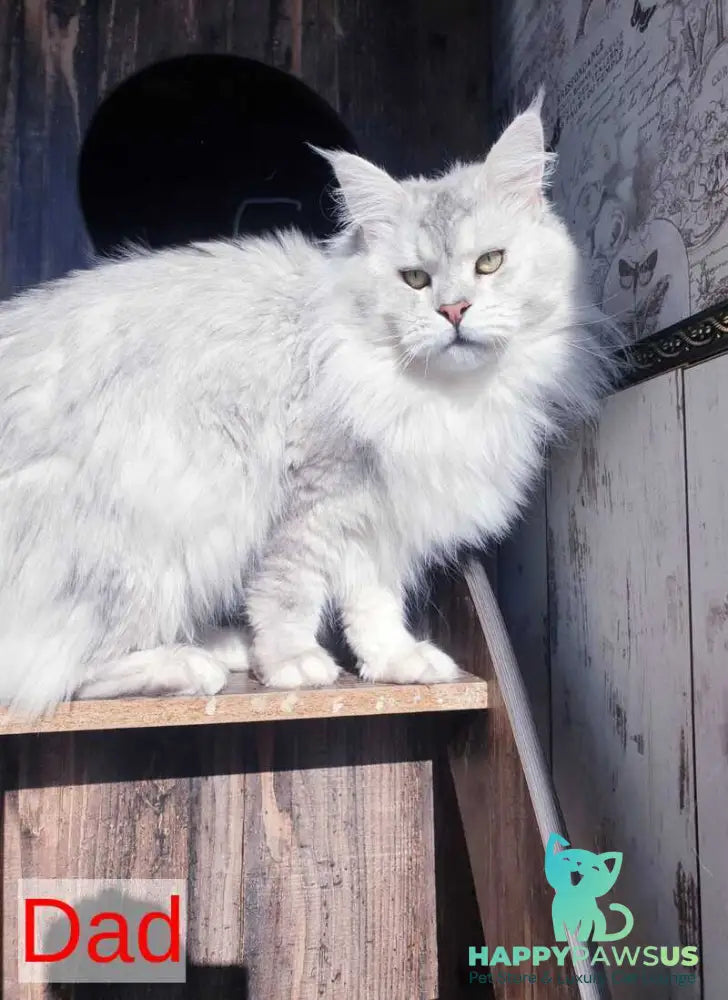 Grace Maine Coon female black ticked tabby - live animals
