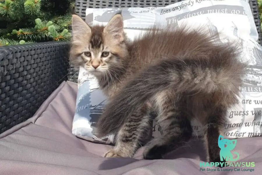 Grace Maine Coon female black ticked tabby - live animals