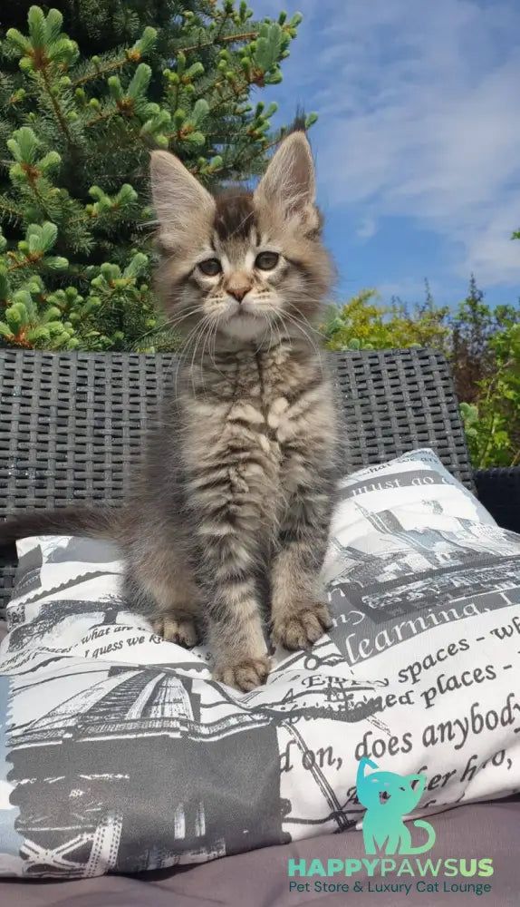 Grace Maine Coon female black ticked tabby - live animals