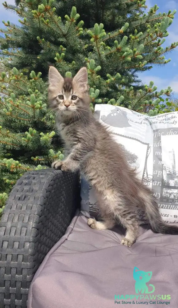 Grace Maine Coon female black ticked tabby - live animals