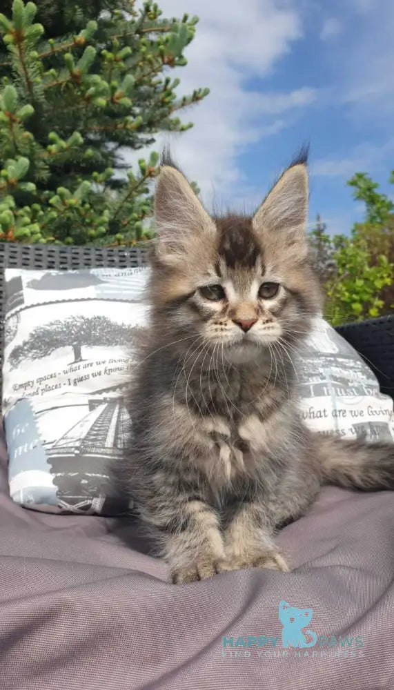 Grace Maine Coon female black ticked tabby - live animals