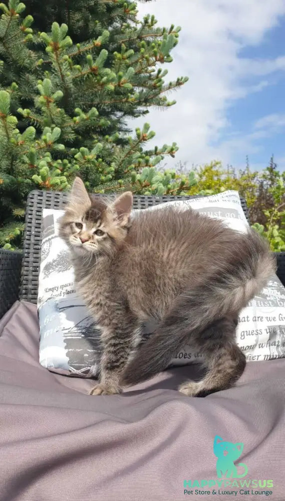 Grace Maine Coon female black ticked tabby - live animals