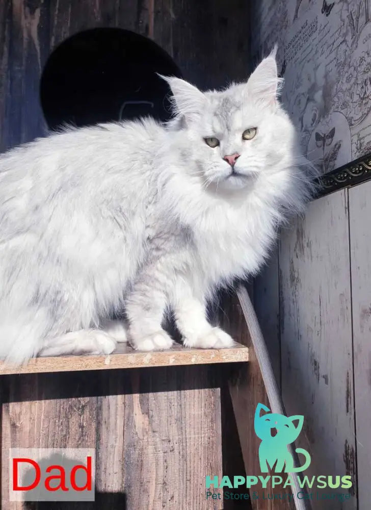 Grace Maine Coon female black ticked tabby - live animals
