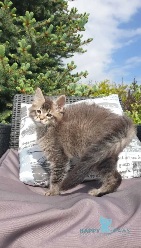 Grace Maine Coon female black ticked tabby - live animals