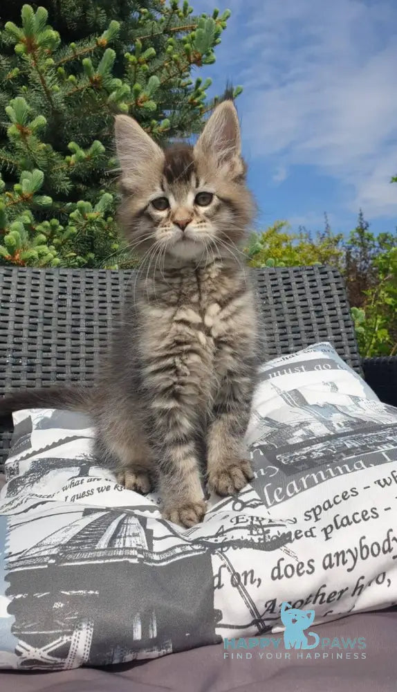 Grace Maine Coon female black ticked tabby - live animals