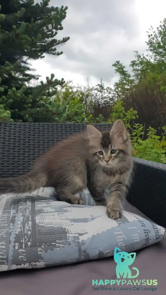 Grace Maine Coon female black ticked tabby - live animals