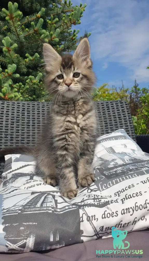 Grace Maine Coon female black ticked tabby - live animals