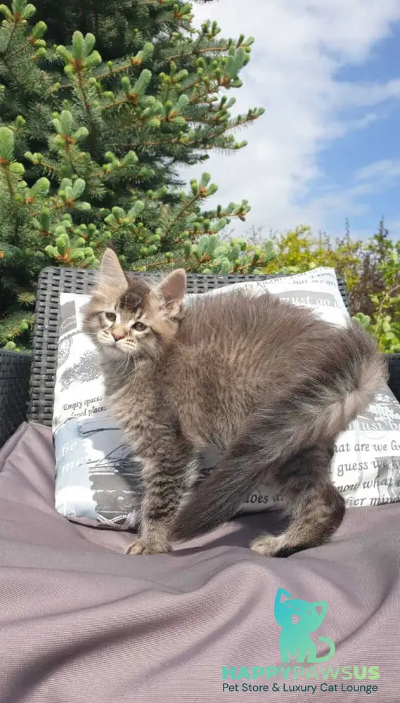Grace Maine Coon female black ticked tabby - live animals
