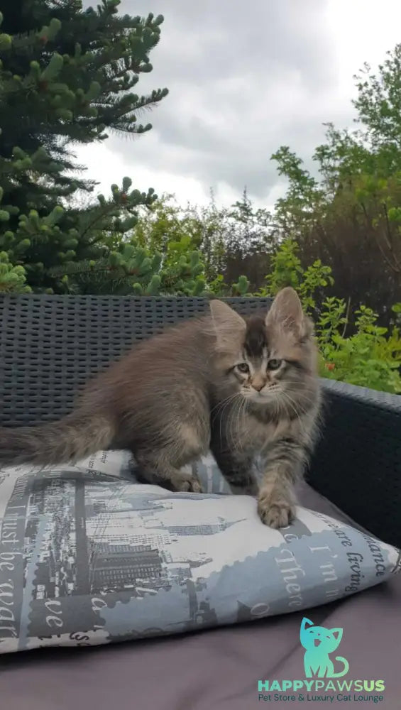 Grace Maine Coon female black ticked tabby - live animals