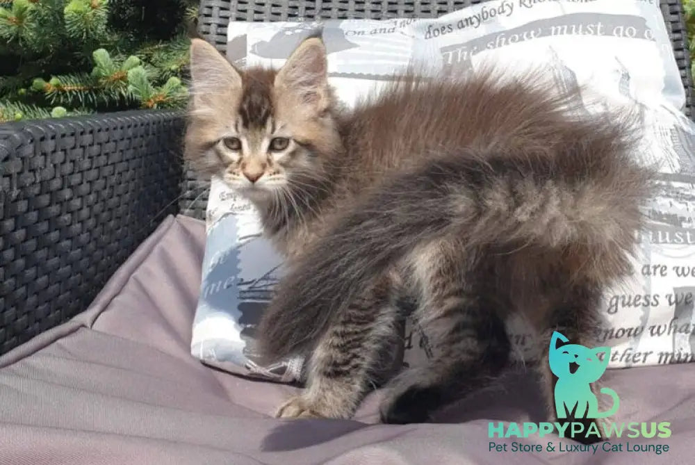 Grace Maine Coon female black ticked tabby - live animals