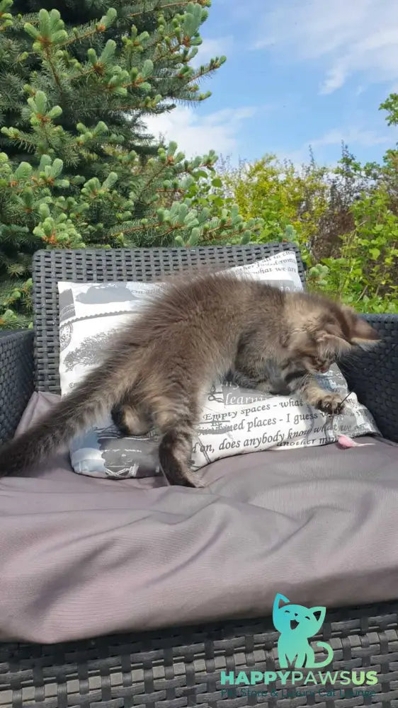 Grace Maine Coon female black ticked tabby - live animals