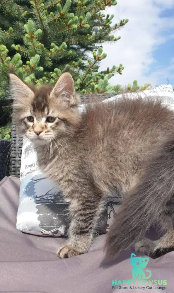 Grace Maine Coon female black ticked tabby - live animals
