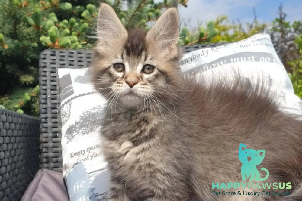 Grace Maine Coon female black ticked tabby - live animals