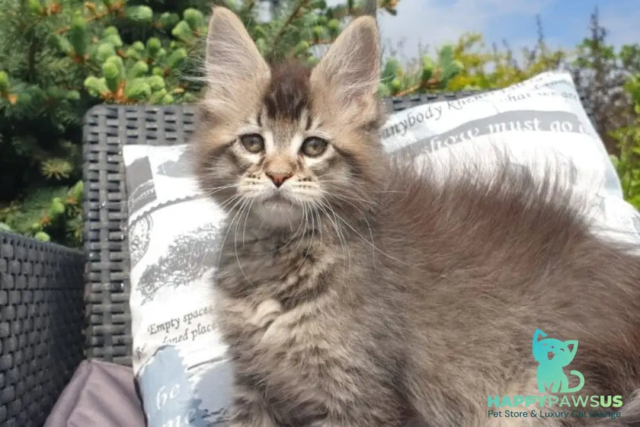Grace Maine Coon female black ticked tabby - live animals