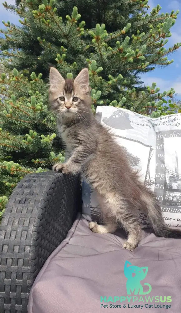 Grace Maine Coon female black ticked tabby - live animals