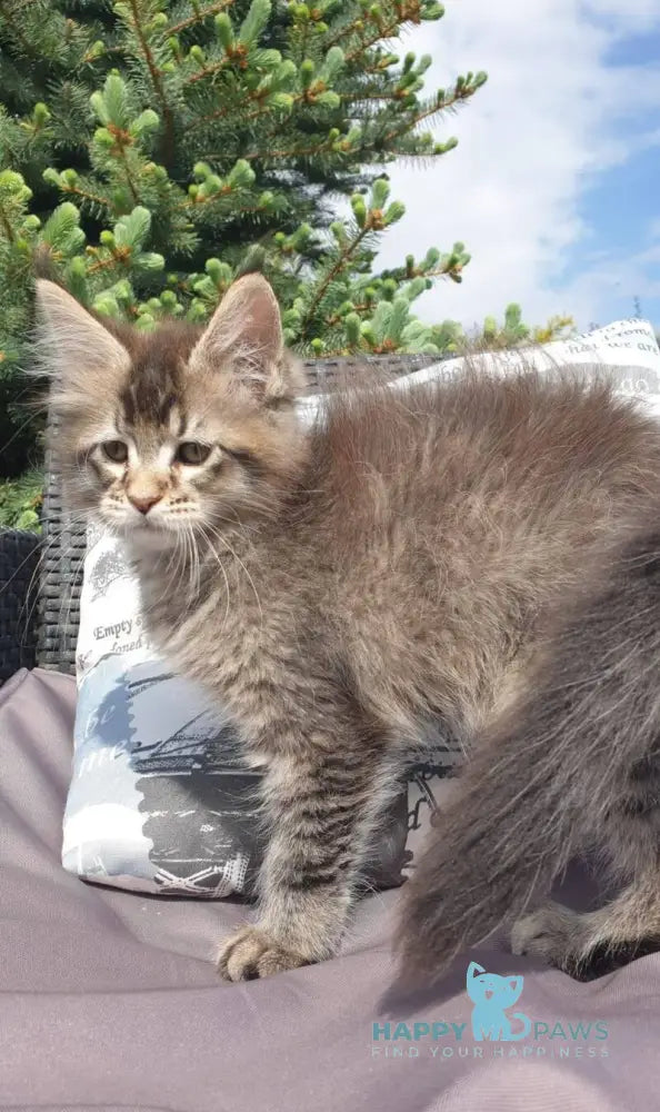 Grace Maine Coon female black ticked tabby - live animals