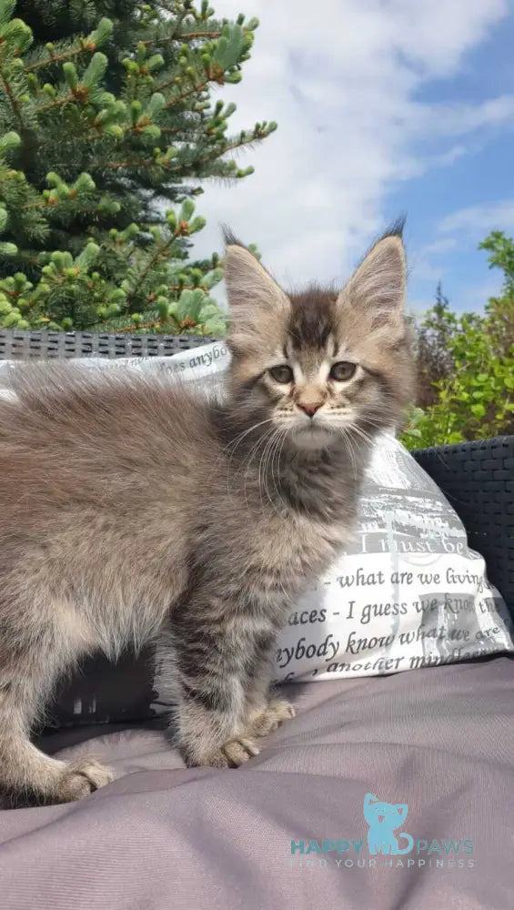 Grace Maine Coon female black ticked tabby - live animals
