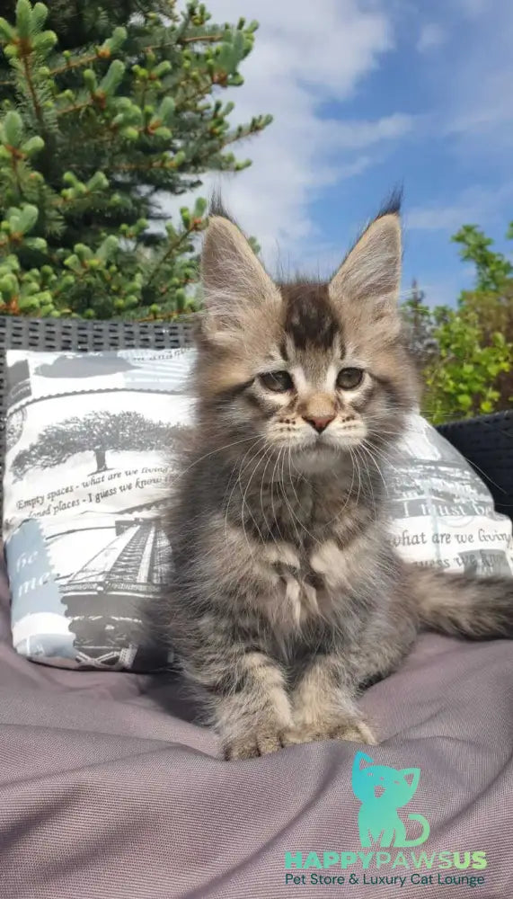 Grace Maine Coon female black ticked tabby - live animals