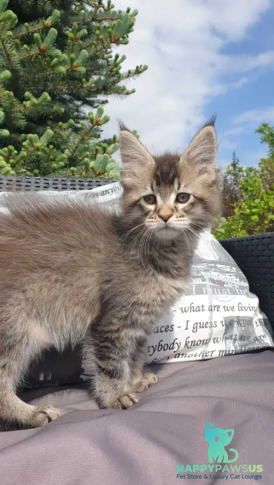 Grace Maine Coon female black ticked tabby - live animals