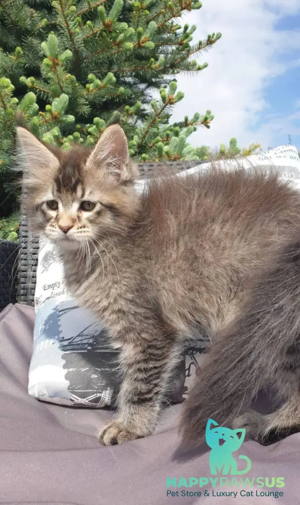 Grace Maine Coon female black ticked tabby - live animals
