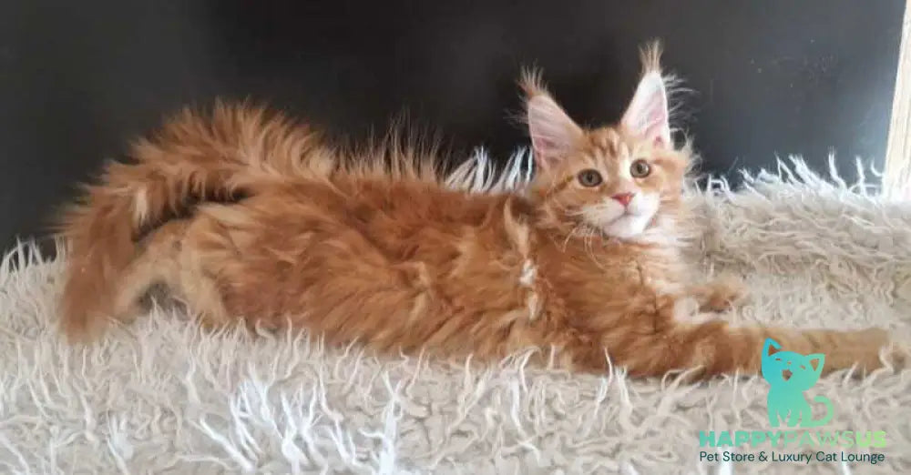 Grace Maine Coon male red tabby with white live animals