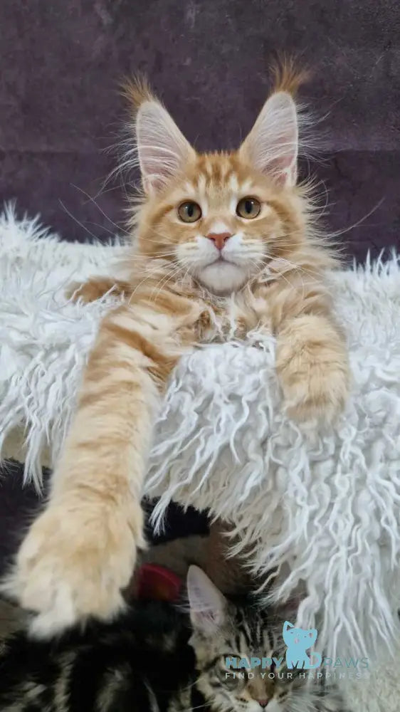 Grace Maine Coon male red tabby with white live animals