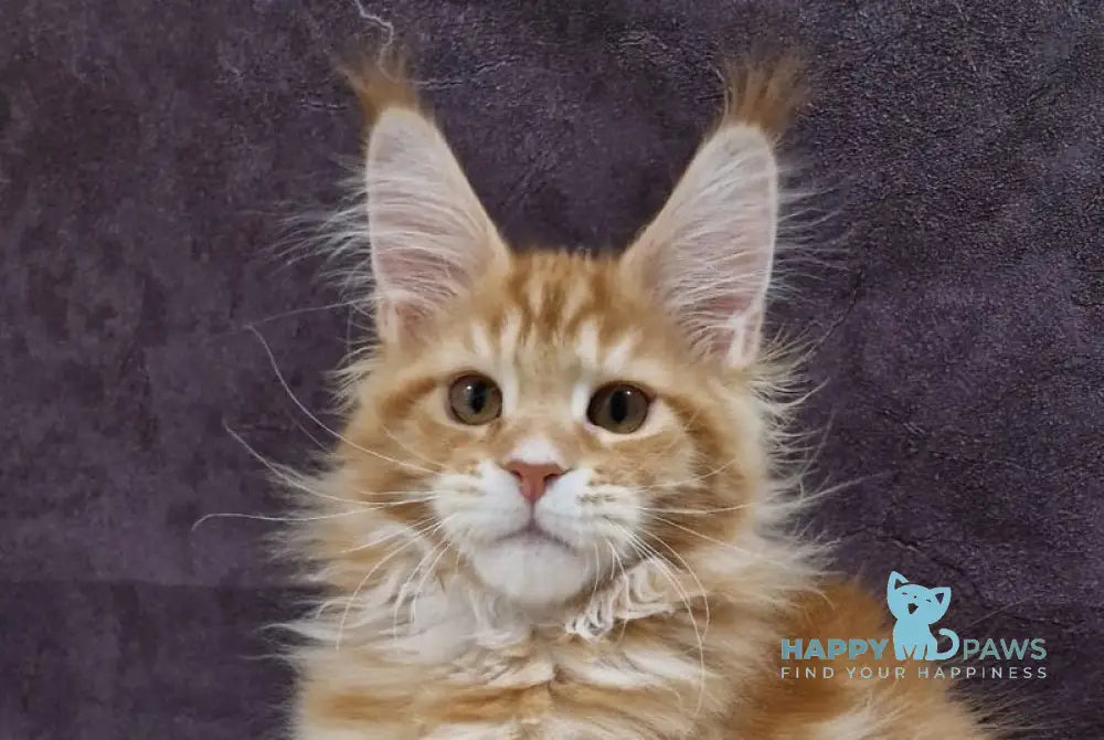 Grace Maine Coon male red tabby with white live animals