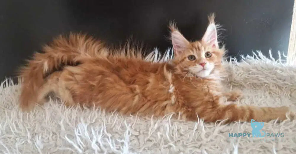 Grace Maine Coon male red tabby with white live animals