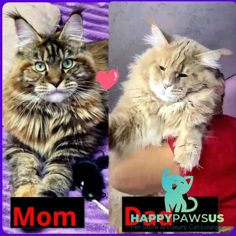 Grace Maine Coon male red tabby with white live animals