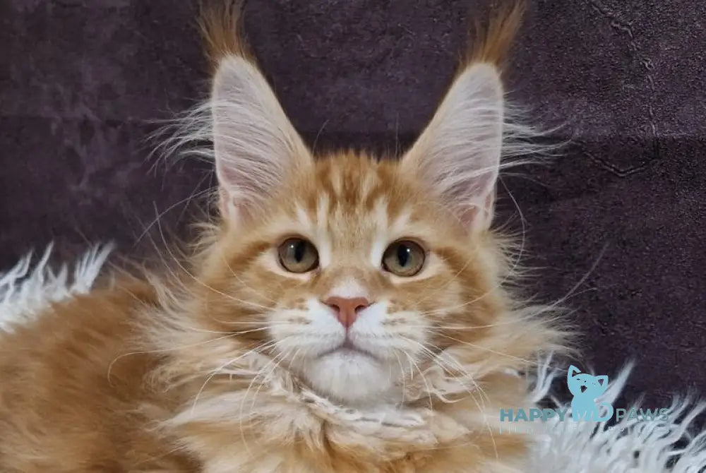 Grace Maine Coon male red tabby with white live animals