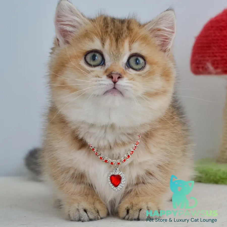 Grace Munchkin female black golden ticked tabby - live animals