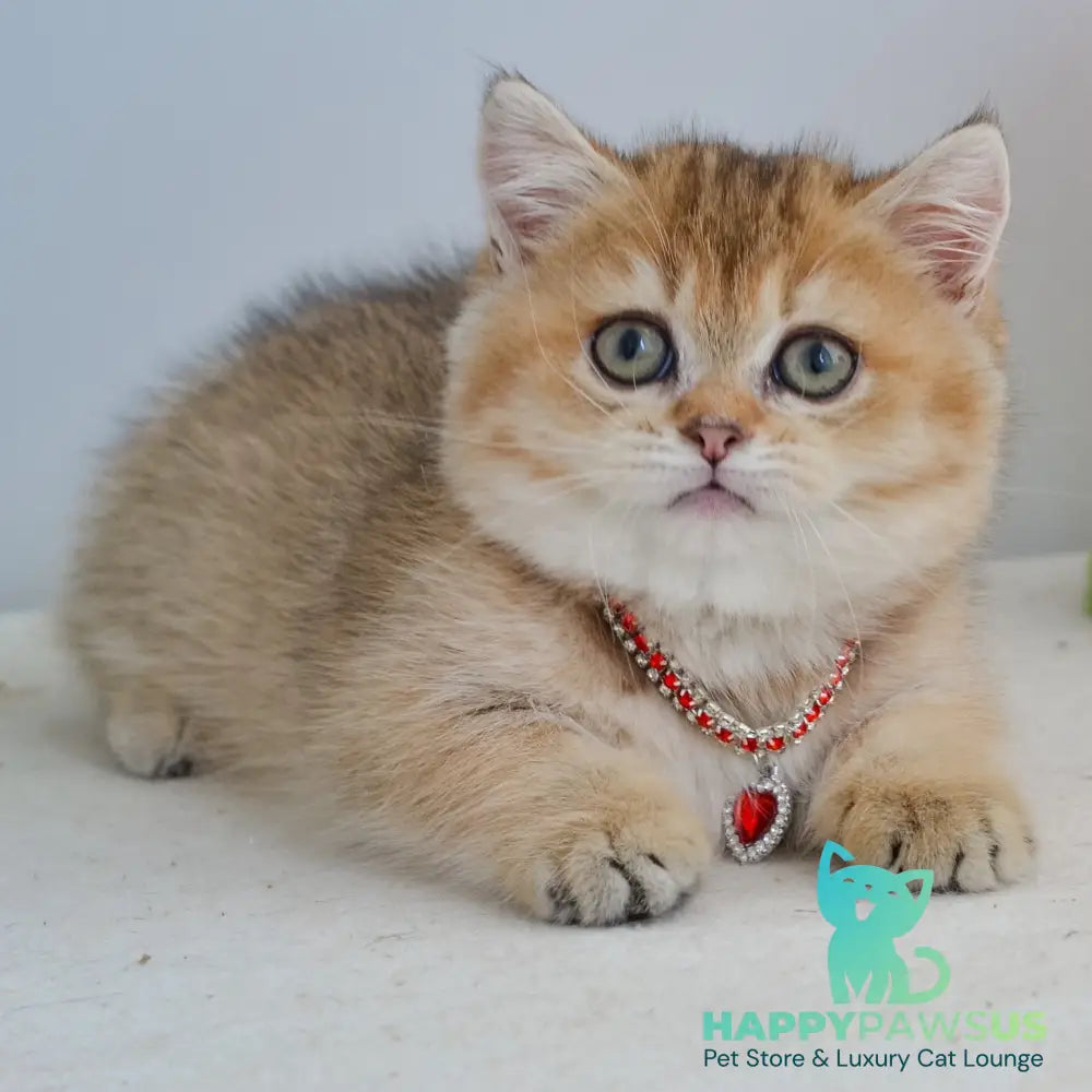 Grace Munchkin female black golden ticked tabby - live animals
