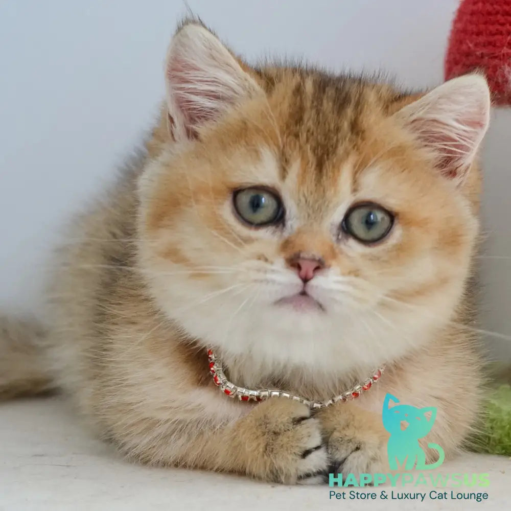 Grace Munchkin female black golden ticked tabby - live animals