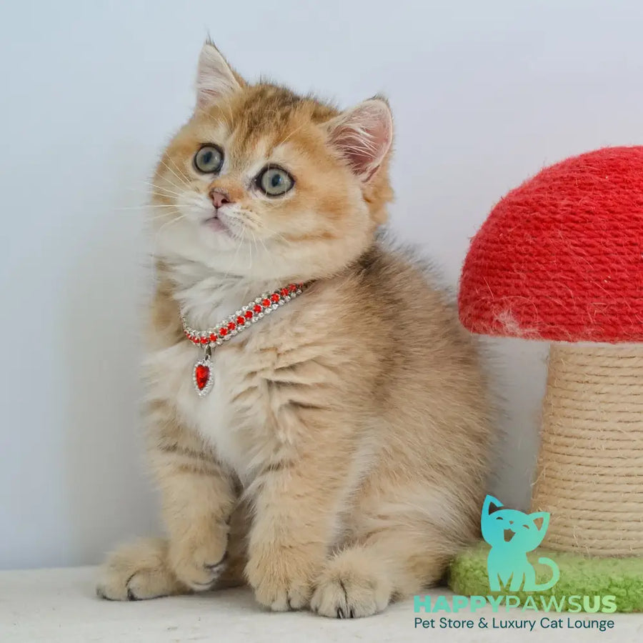 Grace Munchkin female black golden ticked tabby - live animals