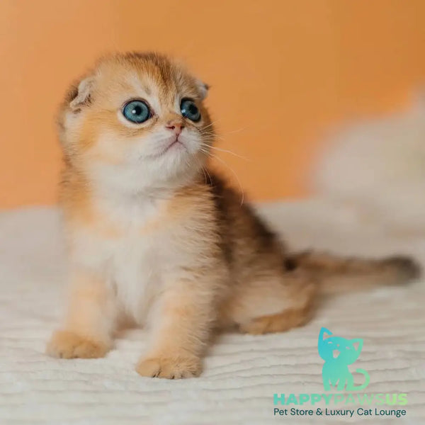 Grace Scottish Fold female black golden shaded - live animals