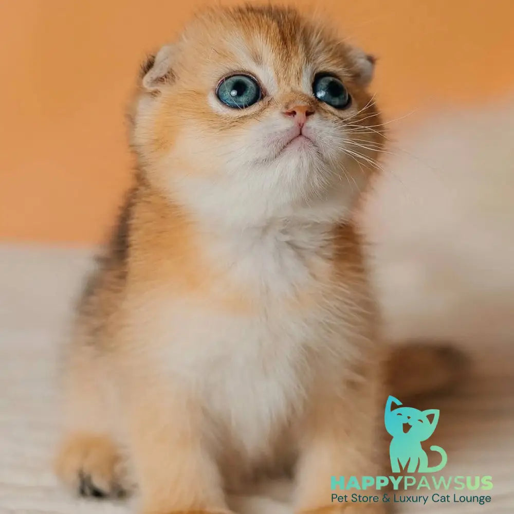 Grace Scottish Fold female black golden shaded - live animals