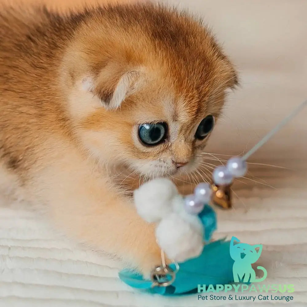 Grace Scottish Fold female black golden shaded - live animals