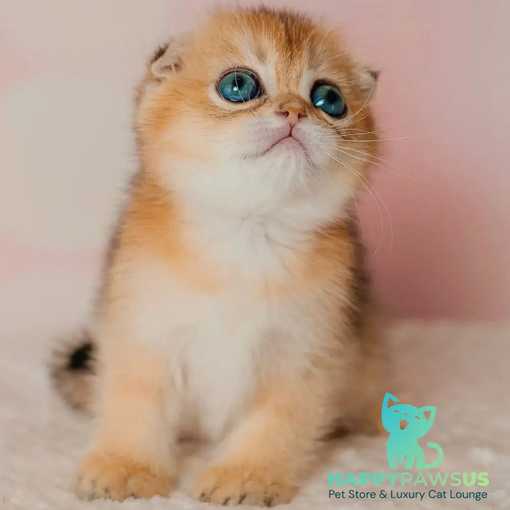 Grace Scottish Fold female black golden shaded - live animals