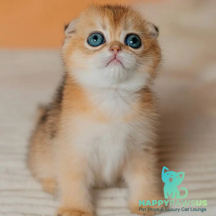 Grace Scottish Fold female black golden shaded - live animals