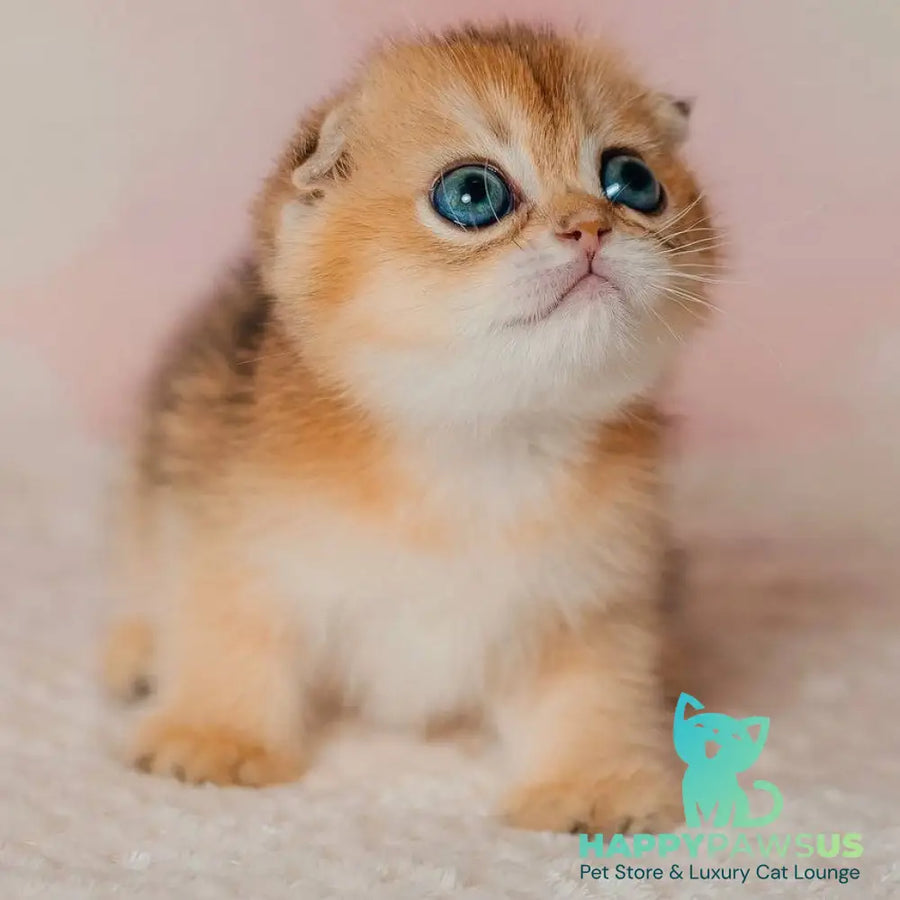 Grace Scottish Fold female black golden shaded - live animals