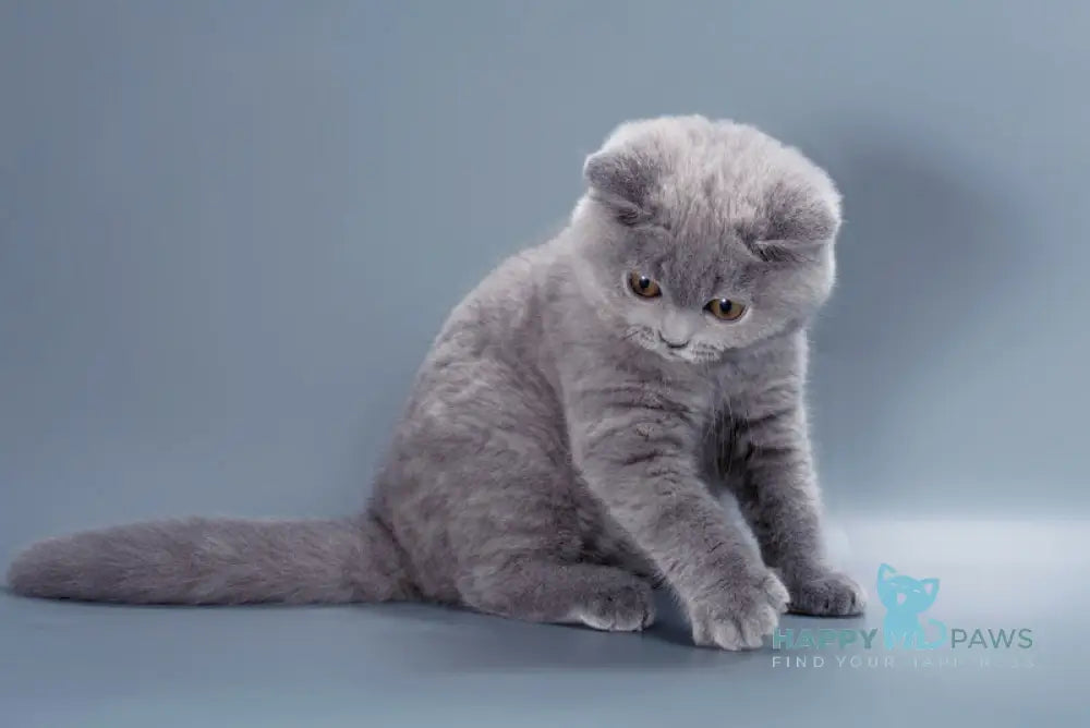 Gracie British Shorthair female blue live animals