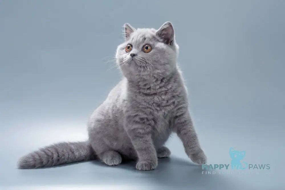 Gracie British Shorthair female blue live animals