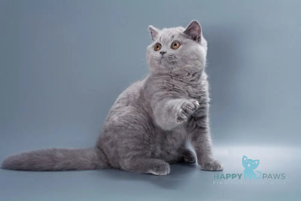 Gracie British Shorthair female blue live animals