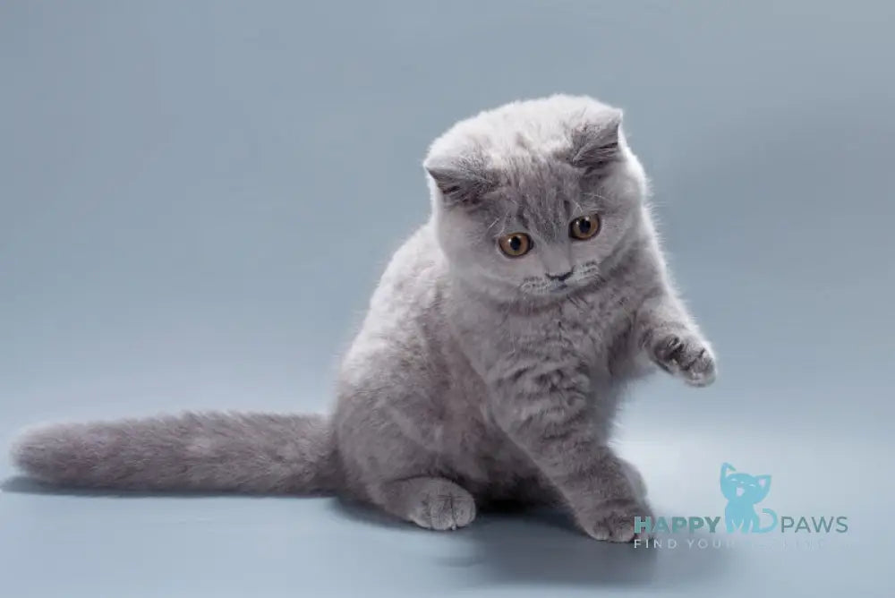 Gracie British Shorthair female blue live animals