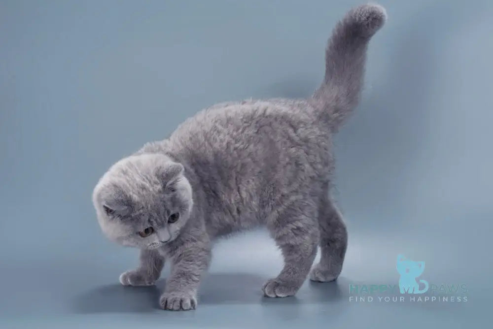 Gracie British Shorthair female blue live animals