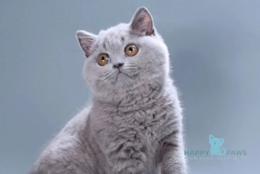 Gracie British Shorthair female blue live animals