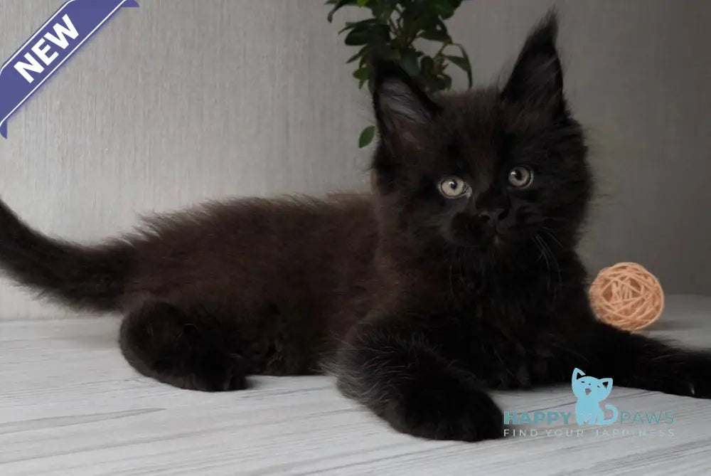 Graf Maine Coon male black live animals