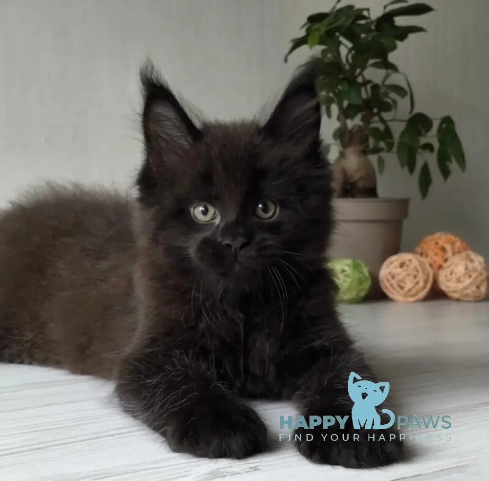Graf Maine Coon male black live animals